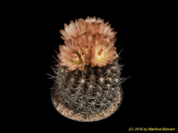 Eriosyce heinrichiana (syn. Neochilenia setosiflora v. intermedia) 1013